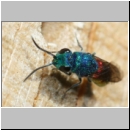 Chrysis ignita - Goldwespe 07c.jpg